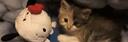 Discovery splash banner for ₍ˆ. .ˆ₎  catcore ; active chats & vcs, guild tags ! Discord server