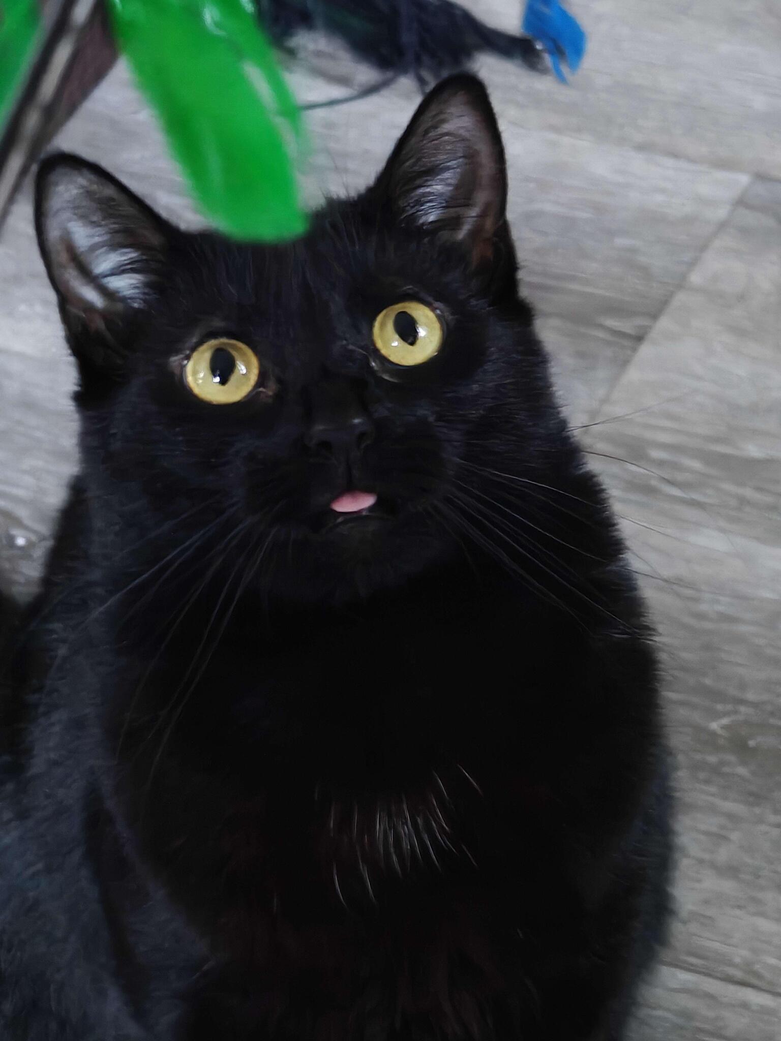 Discovery splash banner for Gully’s Gatitos Discord server