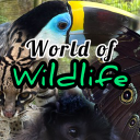 Discovery icon for World of Wildlife 🌲 Discord server
